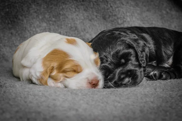 Entzückende 4 Wochen alte Cocker Spaniel Welpen — Stockfoto