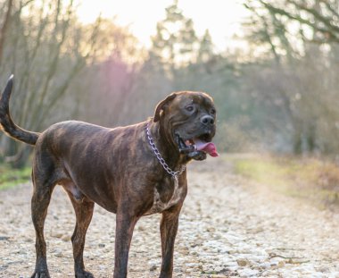 Douge de Bordeaux köpek