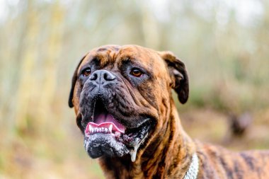 Douge de Bordeaux köpek