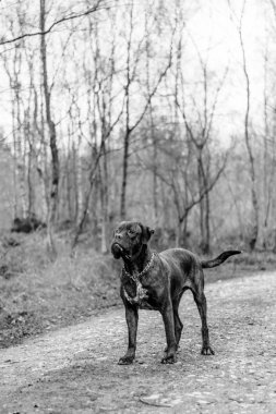 Douge de Bordeaux köpek