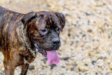 Douge de Bordeaux köpek