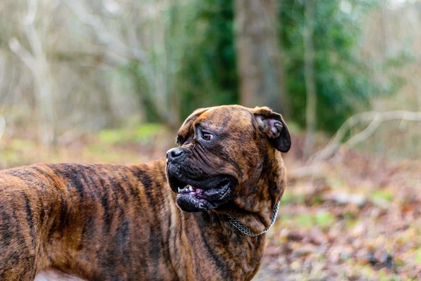 Douge de Bordeaux hund — Stockfoto