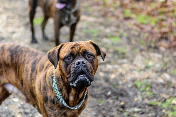 Douge de Bordeaux köpek