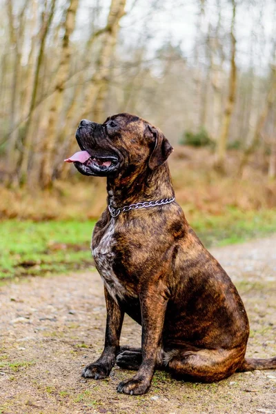 Pies Douge de Bordeaux — Zdjęcie stockowe