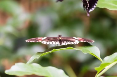 Kelebekler ve Çiçekler