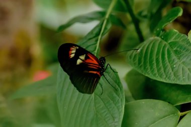 Kelebekler ve Çiçekler
