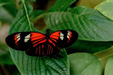 Kelebekler ve Çiçekler