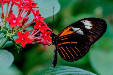 Kelebekler ve Çiçekler