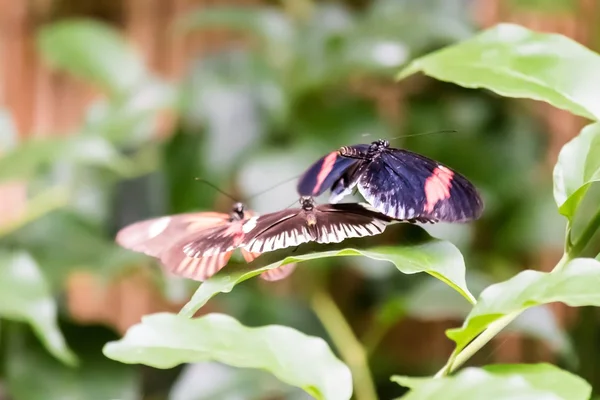 Butterflies and Flowers