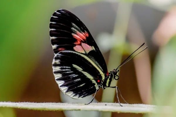 Schmetterlinge und Blumen — Stockfoto