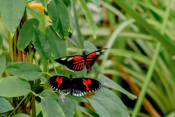 Schmetterlinge und Blumen — Stockfoto