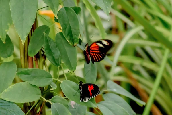 Butterflies and Flowers