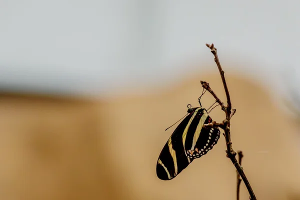 Butterflies and Flowers