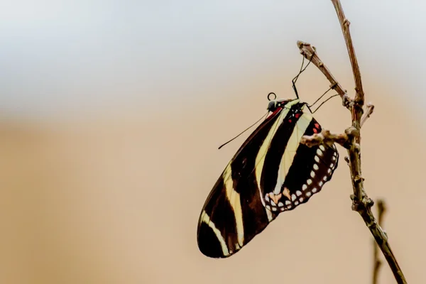 Butterflies and Flowers