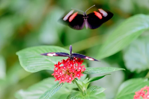Метелики і квіти — стокове фото