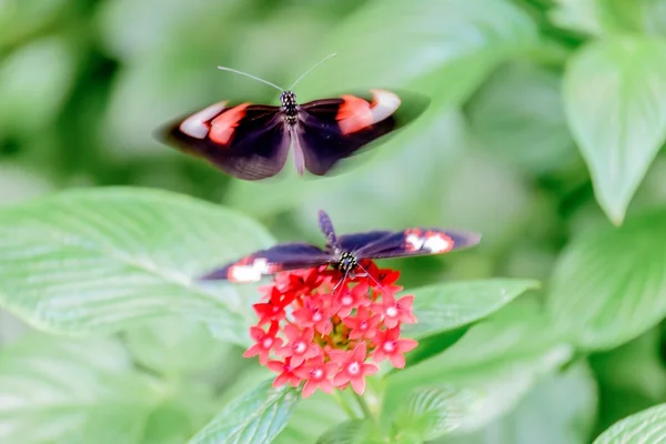 Метелики і квіти — стокове фото