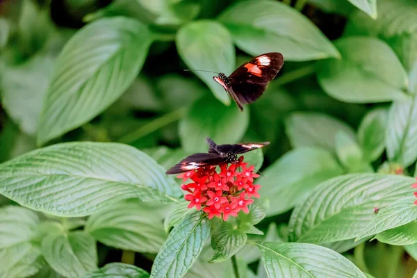 Kelebekler ve Çiçekler — Stok fotoğraf