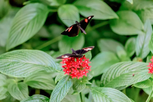 Butterflies and Flowers