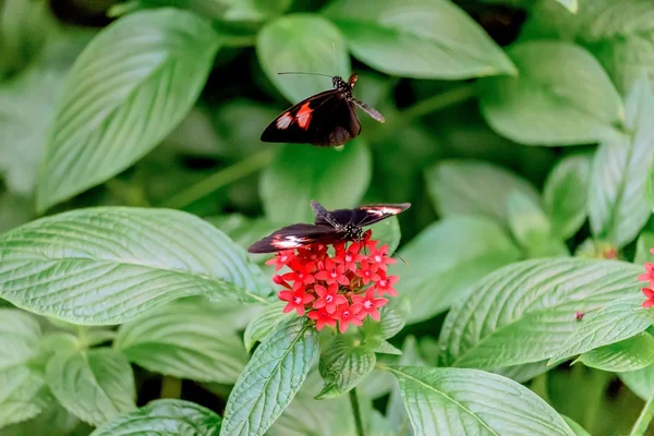 Kelebekler ve Çiçekler — Stok fotoğraf