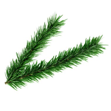 Noel Dekorasyonu İçin Yeşil İğneli Gerçekçi Evergreen Çam Ağacı Şubesi