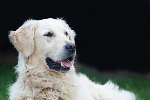 Argo - altın geri almak