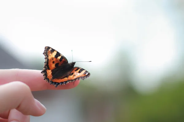 parmağında kelebek