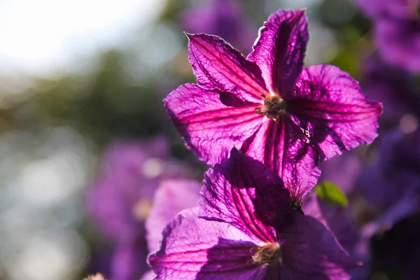 Clematis — Stockfoto