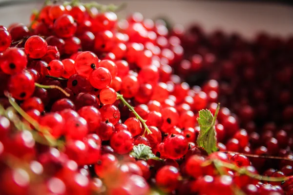 Kırmızı kuş üzümü