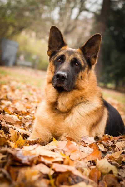 Alman çoban köpeği Frisco — Stok fotoğraf