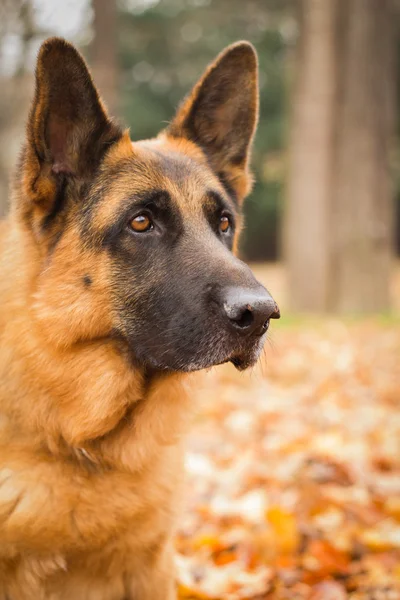 Alman çoban köpeği Frisco — Stok fotoğraf