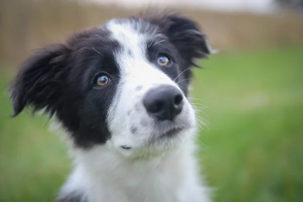 Border collie Tobby — Stock Photo, Image