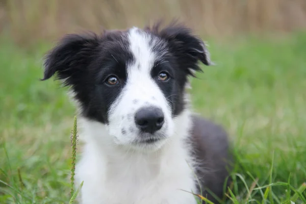 Kenar kömür ocağı Tobby
