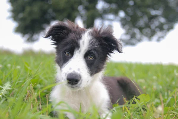 Kenar kömür ocağı Tobby