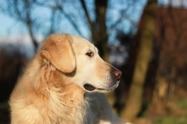 Argo - retriever dourado — Fotografia de Stock