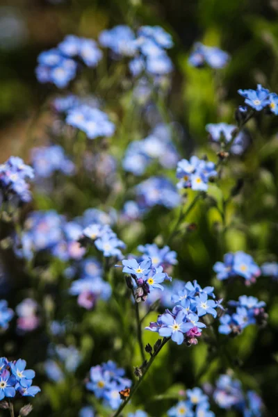 Förgätmigejsläktet — Stockfoto