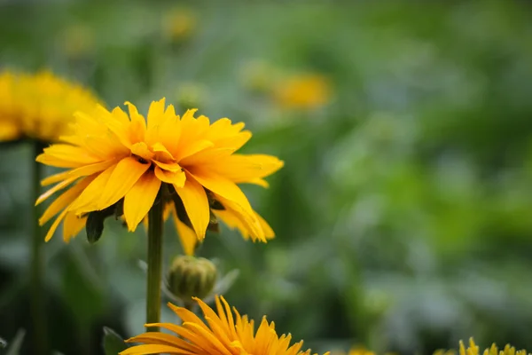 Fiore giallo — Foto Stock