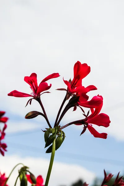 Küçük Hindistan cevizi