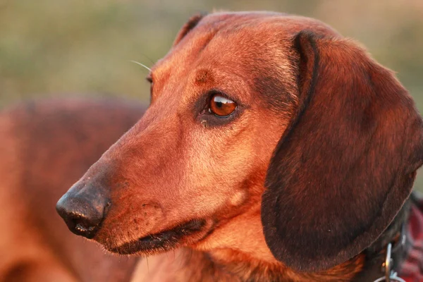 Dachshund. — Fotografia de Stock