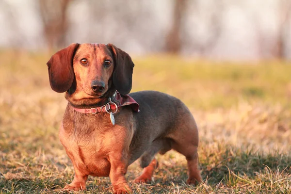 Dachshund
