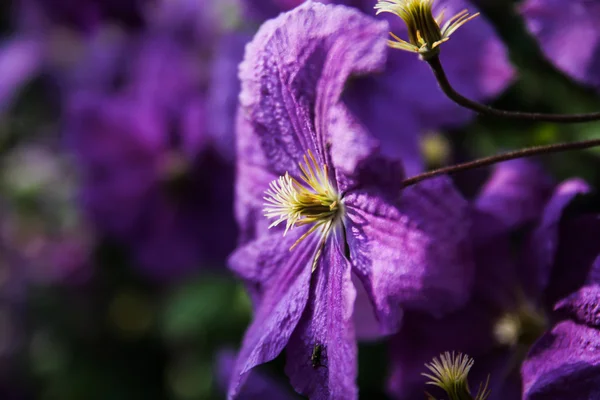 Clematis. —  Fotos de Stock