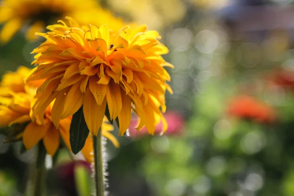 Gul blomma — Stockfoto