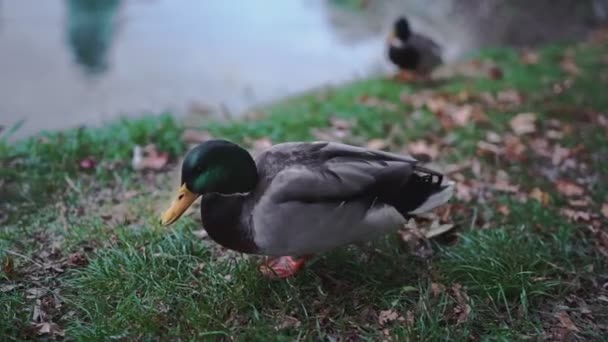 Three mallard, anas platyrhynchos, wild duck walking near lake or river eating food. — Stock Video