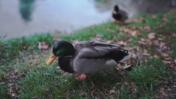 Três mallard, anas platyrhynchos, pato selvagem andando perto do lago ou rio comendo alimentos. — Vídeo de Stock