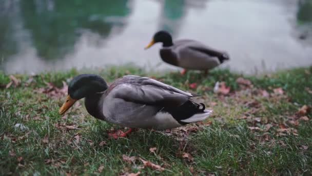 Üç yaban ördeği, ana platyrhynchos, vahşi ördek göl ya da nehir kenarında yürüyüp yemek yiyor.. — Stok video