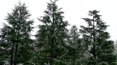 Yeşillik arka planına doğal kar düşüyor. Büyük kar taneleri. Kışın kar yağışı. Kış mevsiminin ilk karı. Ağaçlar karla kaplı değildir. 4K