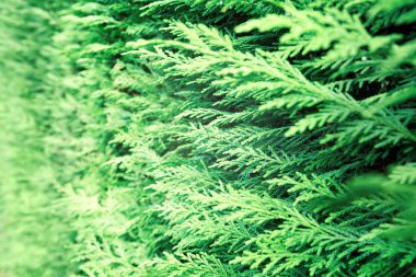Yeşil thuja occidentalis 'e yakın çekim. Taze yeşil yapraklar, eşkıya ağaçlarının dalları. Thuya dalı oksidentalis, her zaman yeşil kozalaklı ağaç. Çinli haydut..