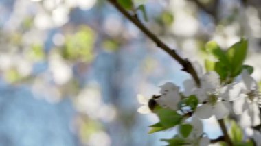 Uçan arı, bahar çiçeklerini tozlaştırır. Rüzgarda sallanan beyaz çiçekler, yaklaşın. Kiraz ya da elma ağaçta çiçek açan dallar mavi gökyüzüne yakın, ilkbahar güneşli günü. Makro 