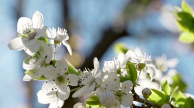 Rüzgarda sallanan beyaz çiçekler, yaklaşın. Uçan arı çiçekleri döller. Ağaçta çiçek açan kiraz ya da elma dalları mavi gökyüzüne yakın, ilkbahar güneşli günü.