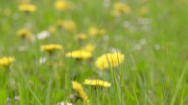Sarı karahindiba ve beyaz papatya çayı görüntülü yeşil alan. Çayırlık yaz çiçekleri arka planına yakın çekim. Vahşi çiçekler açan makro