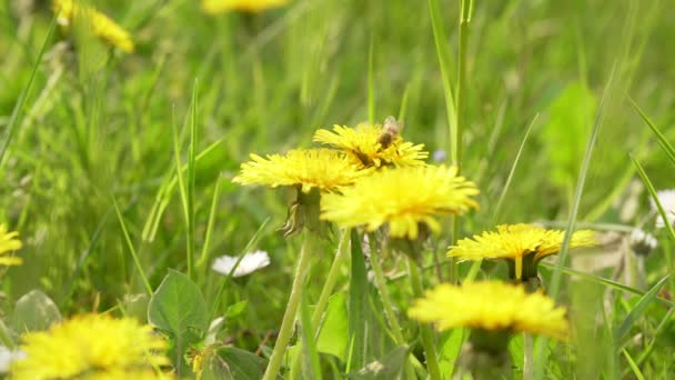 Lebah madu mengumpulkan serbuk sari dari kuning dandelion closeup. Menyerbukan rekaman bunga dandelion. Latar belakang padang rumput musim panas. — Stok Video